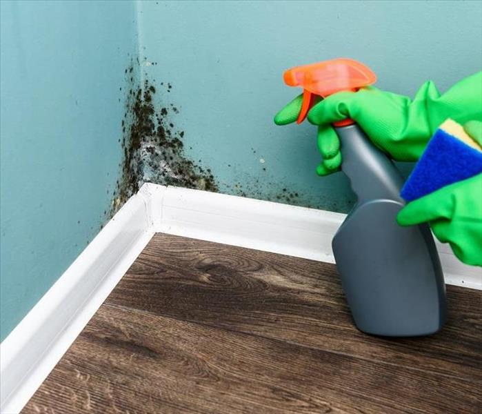 Person is spraying a cleaning solution on a mold covered wall.